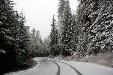 Obraz premium road in winter forest