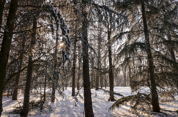 Forest under snow
