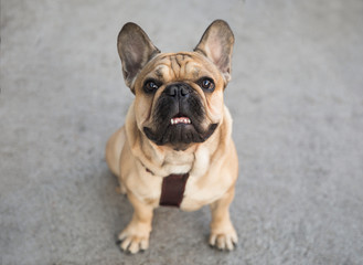 french bulldog on street