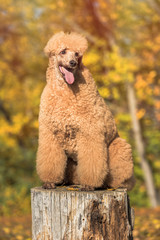 Apricot poodle in the park in autumn