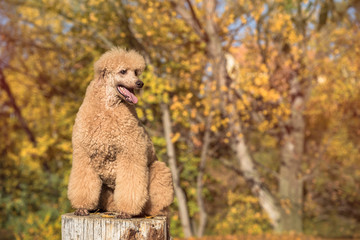 Apricot poodle portrait sitting on a tree trunk in autumn looking aside. Copyspace