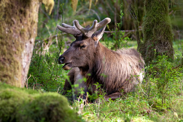Naklejka na ściany i meble elk in the forest
