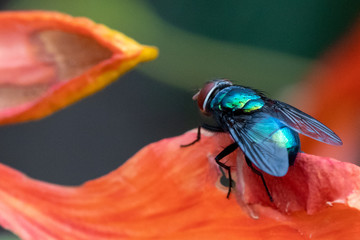 Green fly on a red flower