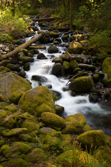 Fototapeta premium waterfall in the forest