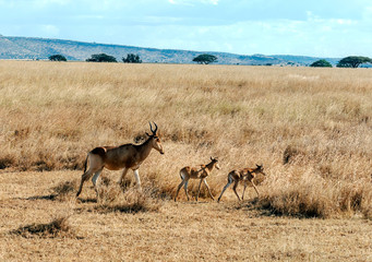 Impalas in the savannah of Tanzania