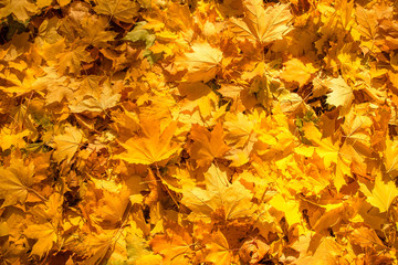 Background for texture consisting of scattered bright yellow autumn maple leaves