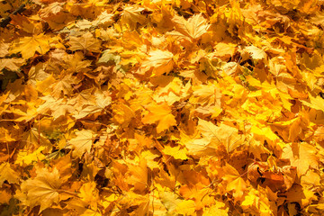 Background for texture consisting of scattered bright yellow autumn maple leaves