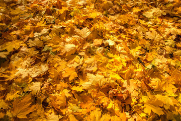 Background for texture consisting of scattered bright yellow autumn maple leaves