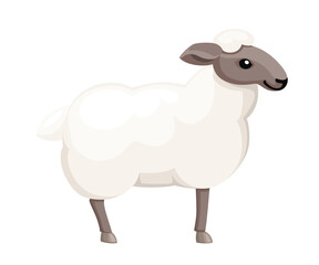 White sheep. Farm domestic animal. Flat style animal design. Vector illustration isolated on white background
