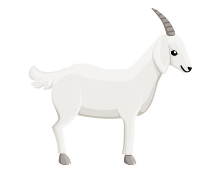 Male white goat with horns. Farm domestic animal. Flat style animal design. Vector illustration isolated on white background