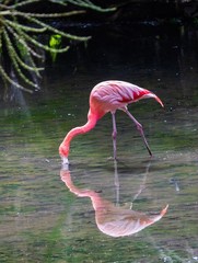 Flamingo  - 235371273