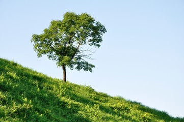 丘の木