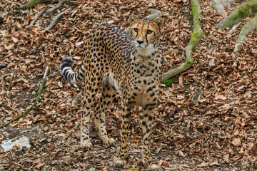 Female cheetah camouflage