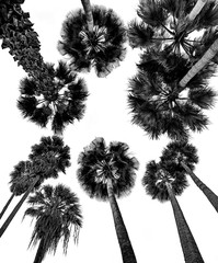 black palms silhouettes isolated on a white background