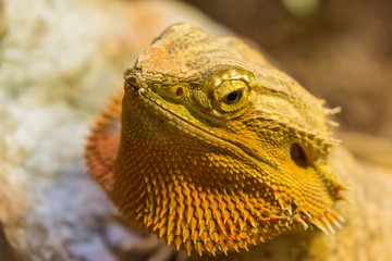 Adult bearded dragon (agama, Pogona vitticeps) lizard in terrarium 