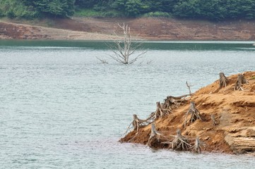 湖に現れた枯れ木