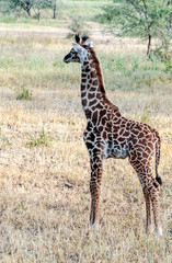 Obraz na płótnie Canvas Giraffes in the savannah of Tanzania