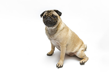 Mops