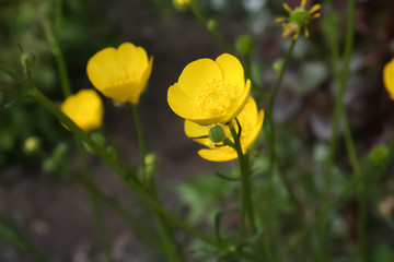 Obraz premium yellow flower on green background of grass