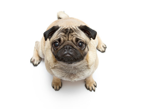 Mops
