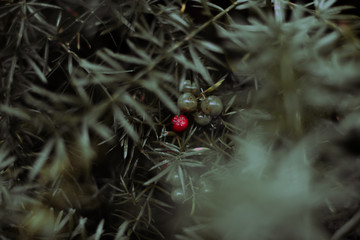 CHRISTMAS