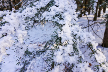 Softwoods under the snow