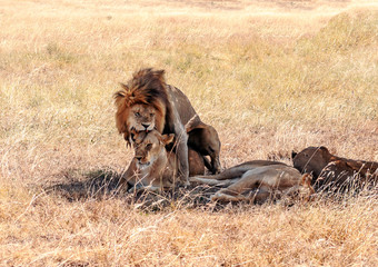 Lions in Tanzania on a clear day