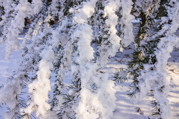 Softwoods under the snow