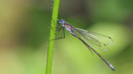 Caballito del diablo, Marismas de Alday, Camargo, Cantabria