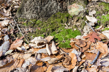 background of autumn foliage, moss, bark and stone