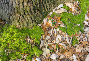 background of autumn foliage moss and bark