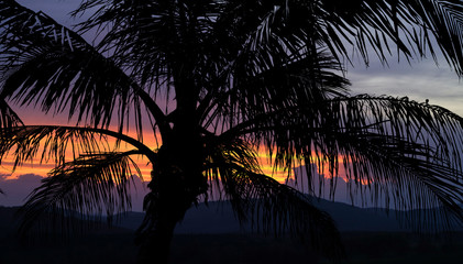 coconut palm close up in sunset time