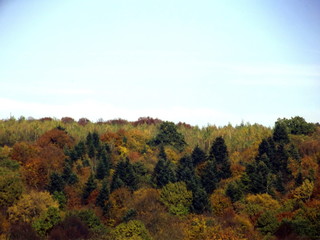 Beautiful trees in the fall