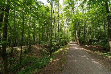 Sunlight in the green park, spring time. Spring nature background