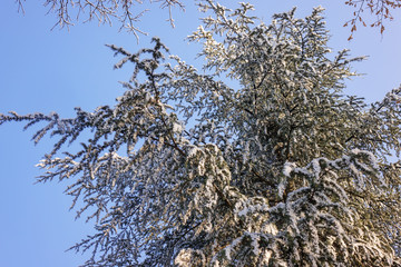 Softwoods under the snow