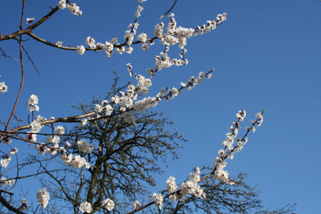 Flowering branches on a tree