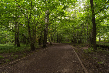 Obraz premium Sunlight in the green park, spring time. Spring nature background