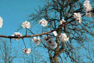 Flowering branches on a tree