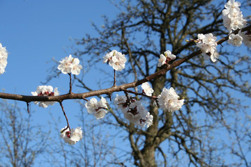 Flowering branches on a tree
