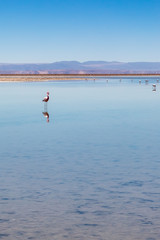 Laguna Chaxa, Atacama Desert, Chile. South America.