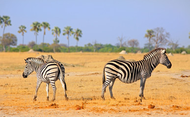 plains zebras standing back to back on the dry yellow arid plins in Hwange National Park, Zimbabwe