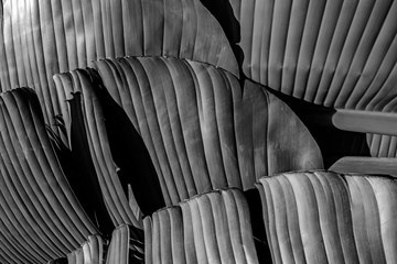 banana leaf - detail - black and white picture
