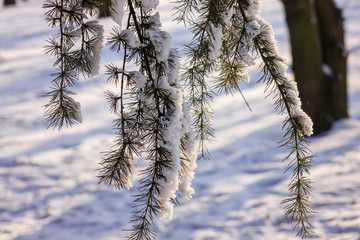 Softwoods under the snow