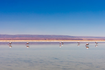 Laguna Chaxa, Atacama Desert, Chile. South America.