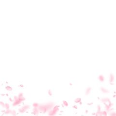 Sakura petals falling down. Romantic pink flowers 
