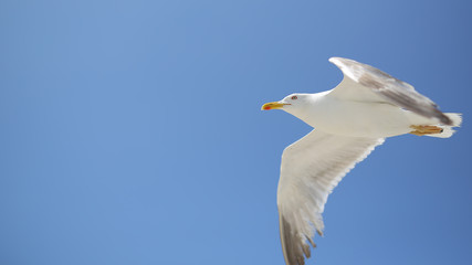 Gaviotas en la playa de Samil, Vigo, Pontevedra, España