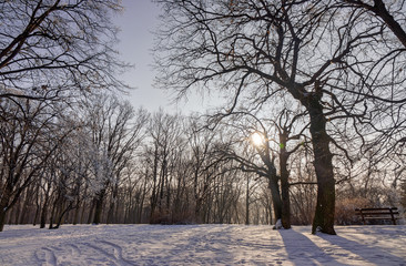 Forest under snow