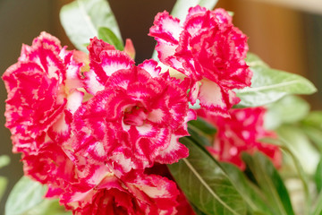 Adenium or desert rose flowers on tree. Beautiful red and white blossom adenium flower on nature background.