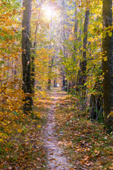 Vivid autumn nature with bright sunrays. Sunlight in colorful autumn morning. Yellow trees on october meadow on sunny clear morning. Fall. Nature in sunrise. Sunshine through trees