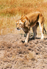 Lions in Tanzania on a clear day